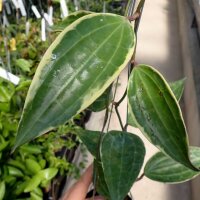 Hoya macrophylla cv. Albomarginata