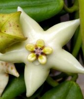 Hoya coronaria cv. White Flower