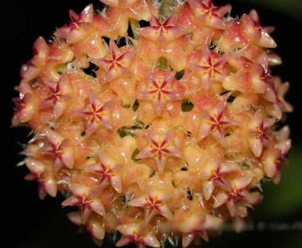 Hoya mindorensis cv. Orange Flower