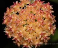 Hoya mindorensis cv. Orange Flower