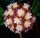Hoya sp. Kalimantan