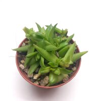 Crassula capitella cv. Red Pagoda