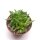 Crassula capitella cv. Red Pagoda