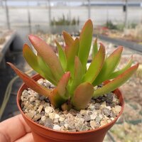 Crassula capitella cv. Campfire
