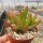 Crassula capitella cv. Campfire