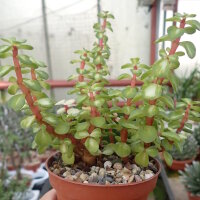 Portulacaria afra cv. mediopicta