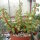 Portulacaria afra cv. mediopicta