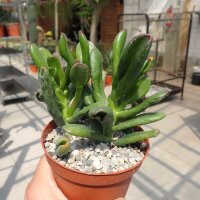 Crassula ovata cv. Horn Tree