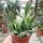 Crassula ovata cv. Horn Tree