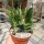 Crassula ovata cv. Horn Tree