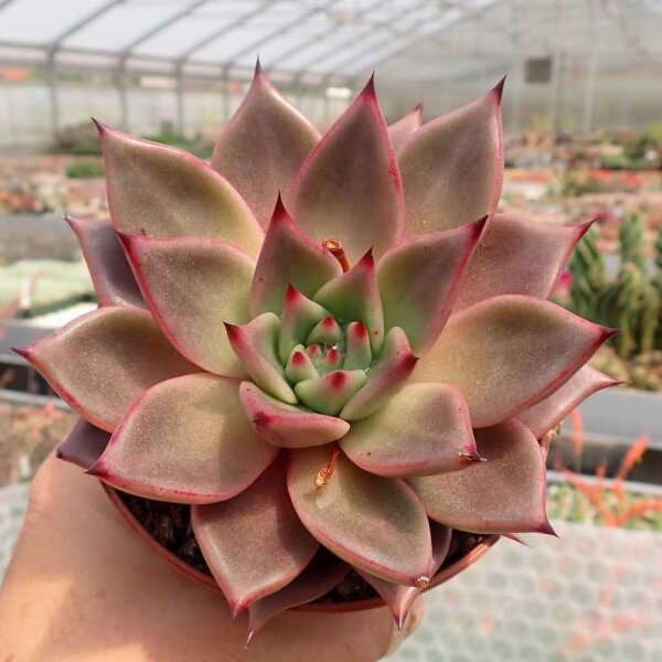 Echeveria agavoides cv. Taurus