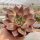 Echeveria agavoides cv. Taurus
