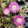 Delosperma nubigenum cv. Pinky (dw)