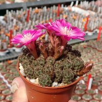 Sulcorebutia tarabucoensis f. minima
