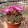 Sulcorebutia tarabucoensis f. minima