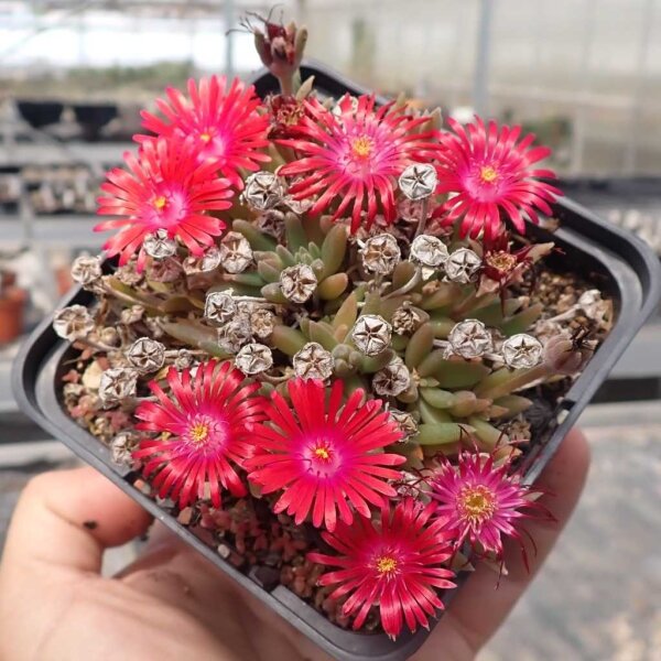 Delosperma cv. Ruth´s New One (dw)