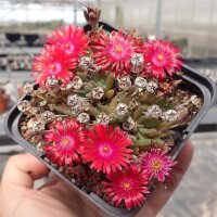 Delosperma cv. Ruth´s New One (dw)