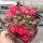 Delosperma cv. Ruth´s New One (dw)