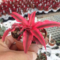 Cryptanthus bivittatus cv. Ruby Star