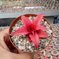 Cryptanthus bivittatus cv. Ruby Star