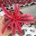 Cryptanthus bivittatus cv. Ruby Star