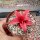 Cryptanthus bivittatus cv. Ruby Star