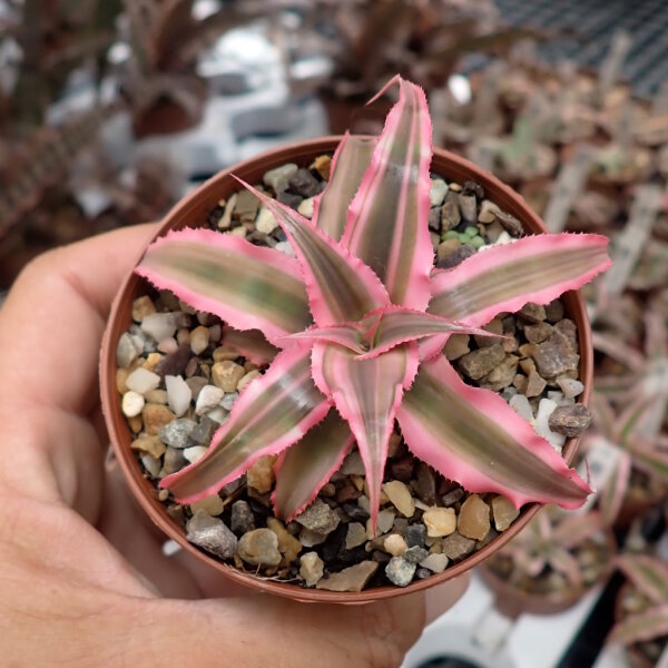 Cryptanthus bivittatus cv. Pink Star