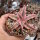 Cryptanthus bivittatus cv. Pink Star