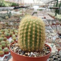 Haageocereus versicolor