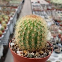 Haageocereus versicolor