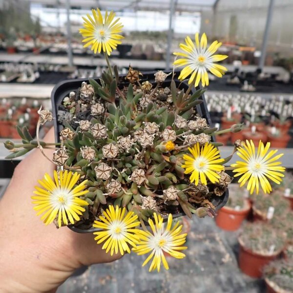 Delosperma cv. Luna (dw)