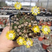 Delosperma cv. Luna (dw)