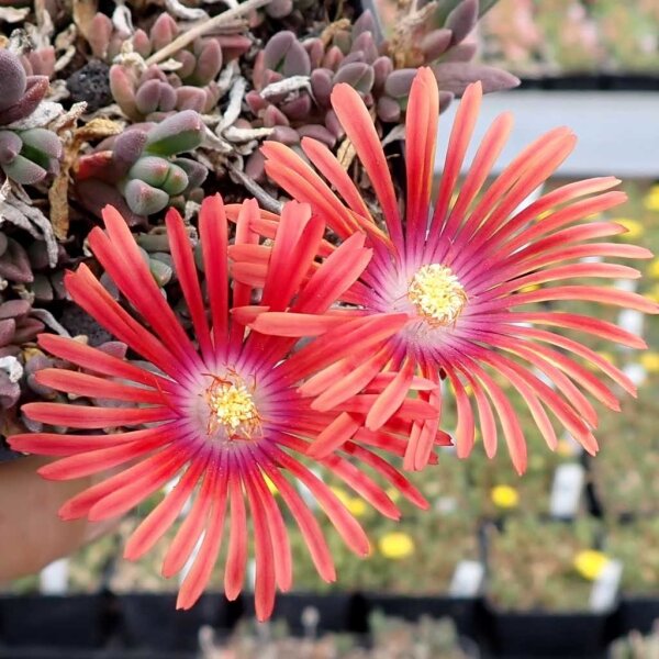 Delosperma cv. Flamme Neu (dw)