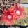 Delosperma cv. Flamme Neu (dw)