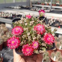 Delosperma cv. Ruth (dw)