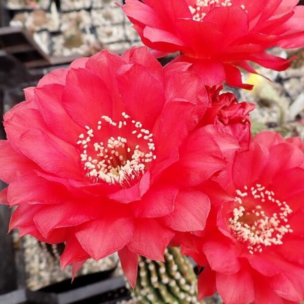 Echinopsis-Hybr. Wild Red Berry