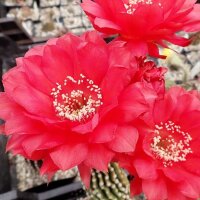Echinopsis-Hybr. Wild Red Berry