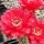Echinopsis-Hybr. Wild Red Berry