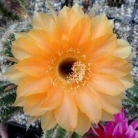 Echinopsis-Hybr. Samantha Smith