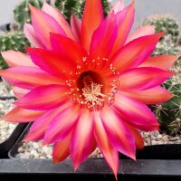 Echinopsis-Hybr. Raoul Wallenberg