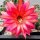 Echinopsis-Hybr. Raoul Wallenberg