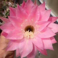 Echinopsis-Hybr. Pink Diamond