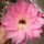 Echinopsis-Hybr. Pink Diamond