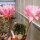 Echinopsis-Hybr. Pink Diamond