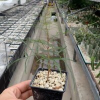 Bursera paradoxa