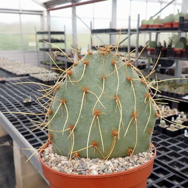 Opuntia cv. Curvispinus (dw)