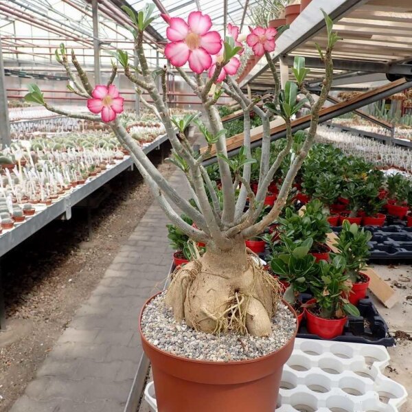 Adenium obesum v. multiflorum XL
