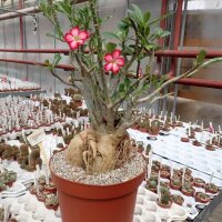 Adenium obesum v. multiflorum XL