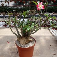 Adenium obesum v. multiflorum XL