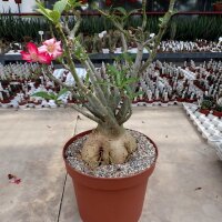 Adenium obesum v. multiflorum XL
